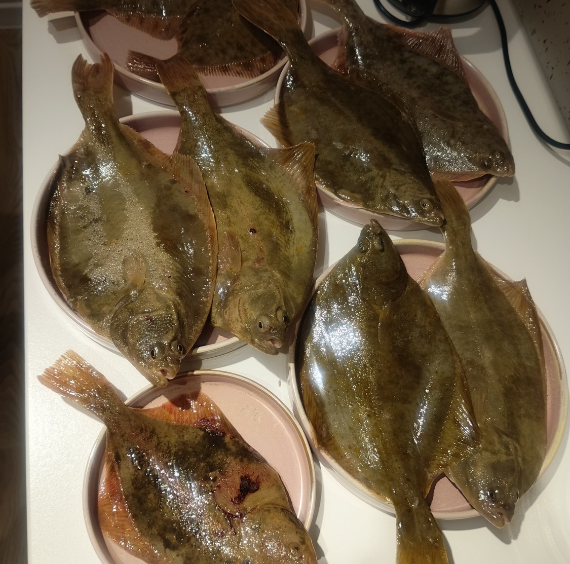 Камбала на рыболовной площадке КамбалаТур, Калининград